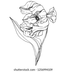 Vector Tulip Black and white engraved ink art. Floral botanical flower. Wild spring leaf wildflower isolated. Isolated tulip illustration element.