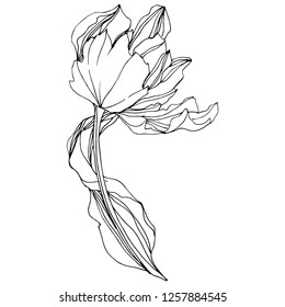 Vector Tulip Black and white engraved ink art. Floral botanical flower. Wild spring leaf wildflower isolated. Isolated tulip illustration element.