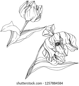 Vector Tulip Black and white engraved ink art. Floral botanical flower. Wild spring leaf wildflower isolated. Isolated tulip illustration element.