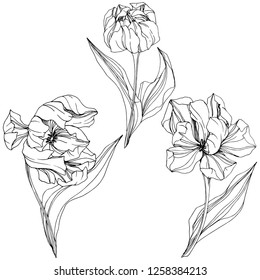 Vector Tulip Arte de tinta con grabado en blanco y negro. Flor botánica floral. Flor silvestre de hojas de primavera silvestre aislada. Elemento de ilustración de tulipán aislado.