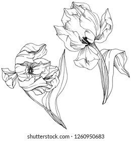 Vector Tulip Black and white engraved ink art. Floral botanical flower. Wild spring leaf wildflower isolated. Isolated tulip illustration element.
