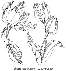 Vector Tulip Arte de tinta con grabado en blanco y negro. Flor botánica floral. Flor silvestre de hojas de primavera silvestre aislada. Elemento de ilustración de tulipán aislado.