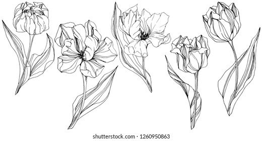 Vector Tulip Black and white engraved ink art. Floral botanical flower. Wild spring leaf wildflower isolated. Isolated tulip illustration element.