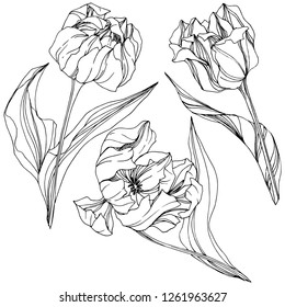 Hand Drawn Tulips Vector Stock Vector (Royalty Free) 113427214 ...