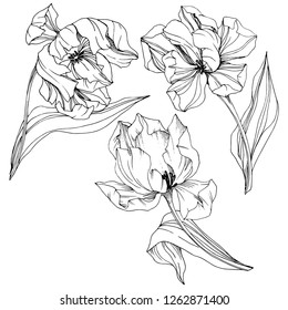 Vector Tulip Black and white engraved ink art. Floral botanical flower. Wild spring leaf wildflower isolated. Isolated tulip illustration element.