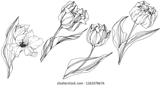 Vector Tulip Black and white engraved ink art. Floral botanical flower. Wild spring leaf wildflower isolated. Isolated tulip illustration element.