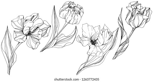 Vector Tulip Arte de tinta con grabado en blanco y negro. Flor botánica floral. Flor silvestre de hojas de primavera silvestre aislada. Elemento de ilustración de tulipán aislado.