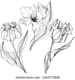Vector Tulip Black and white engraved ink art. Floral botanical flower. Wild spring leaf wildflower isolated. Isolated tulip illustration element.