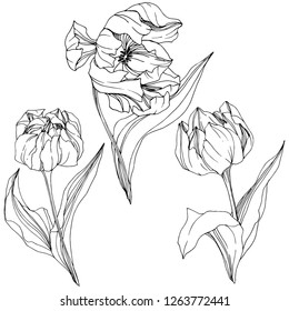 Vector Tulip Arte de tinta con grabado en blanco y negro. Flor botánica floral. Flor silvestre de hojas de primavera silvestre aislada. Elemento de ilustración de tulipán aislado.