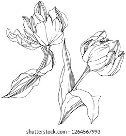 Vector Tulip Arte de tinta con grabado en blanco y negro. Flor botánica floral. Flor silvestre de hojas de primavera silvestre aislada. Elemento de ilustración de tulipán aislado.