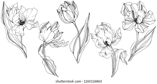 Vector Tulip Black and white engraved ink art. Floral botanical flower. Wild spring leaf wildflower isolated. Isolated tulip illustration element.