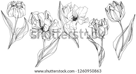 Vector Tulip Black and white engraved ink art. Floral botanical flower. Wild spring leaf wildflower isolated. Isolated tulip illustration element.