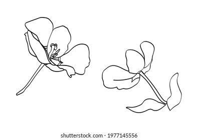 Vector Tulip Black White Line Pattern Design Textile Paper Advertising. 