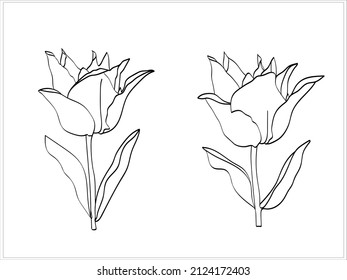 Vector Tulip Black Line Pattern Design Textile Paper Advertising. 