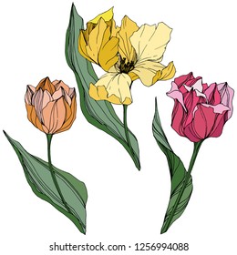 Vector Tulip engraved ink art. Floral botanical flower. Wild spring leaf wildflower isolated. Isolated tulip illustration element.