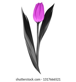 Vector tulip flower with 2 color tones, black and purple isolated on white background.