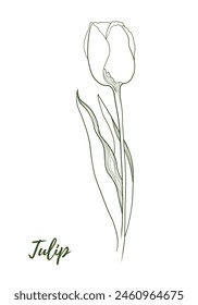 Vector tulip flower with stem and floral line art illustration, graphic line art tulip. Elegant line botanical illustration. Great for any designs, textile, art, walls, package