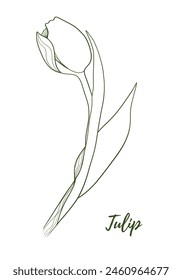 Vector tulip flower with stem and floral line art illustration, graphic line art tulip. Elegant line botanical illustration. Great for any designs, textile, art, walls, package