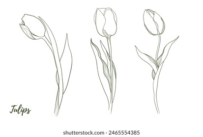 Vector tulip flower with stem and floral line art illustration, graphic line art tulip. Elegant line botanical illustration. Great for any designs, textile, art, walls, package