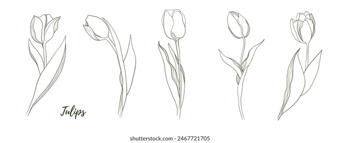 Vector tulip flower with stem and floral line art illustration, graphic line art tulip. Elegant line botanical illustration. Great for any designs, textile, art, walls, package