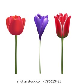 Vector tulip flowers in three variations. Realistic blossoms isolated on white.