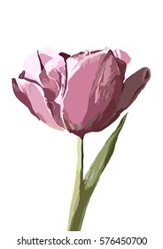 Vector tulip hand drawn illustration on background.