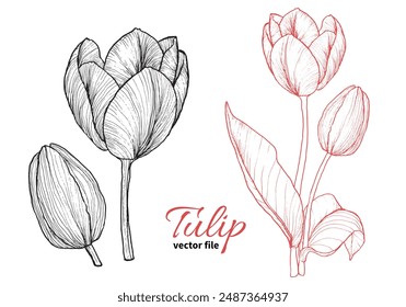 Vector tulip hand drawn outline on white background. Black and coral flower for print and online designs. Easy to edit, ready to use.