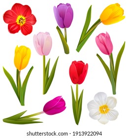 Vector Tulip Icons isolated on white background