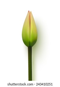 vector tulip illustration