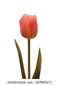 vector tulip illustration