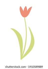 Vektorgrafik-Tulpengrafik. Handgezeichnete Frühlingsblume einzeln auf weißem Hintergrund. Vektorgrafik.