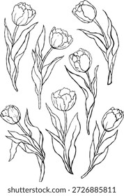 Vector tulip illustrations in a minimalist line art style. Elegant hand-drawn flowers with stems and leaves, isolated on a white background.