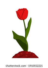 tulipán vectorial aislado en fondo blanco