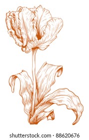 Vector tulip in vintage engraving style.