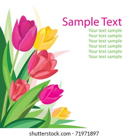 vector tulips