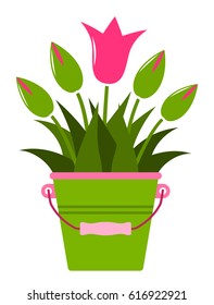 vector tulips in bucket isolated on white background