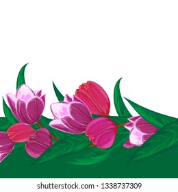 Vector tulips flower bouquet decorative frame or spring nature season pink floral border with blooming red and purple garden blossom illustration and place for text isolated on white background