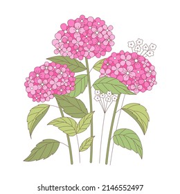 Vector tulipano hidrangea. La pradera del vector rellenó el dibujo de la hidrangea. Flor silvestre floral de verano con flores rosas, pétalos y hojas verdes. Colorida ilustración del jardín de la procedencia.