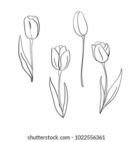 Vector tulips illustration. International women's day. For design, card, print or background.