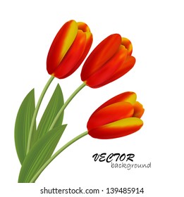Vector tulips isolated on white background.