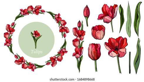  Vector tulips isolated on white background. Flowers  for your design and greetings, postcards card for your loved ones. Spring landscape of illustrations.
