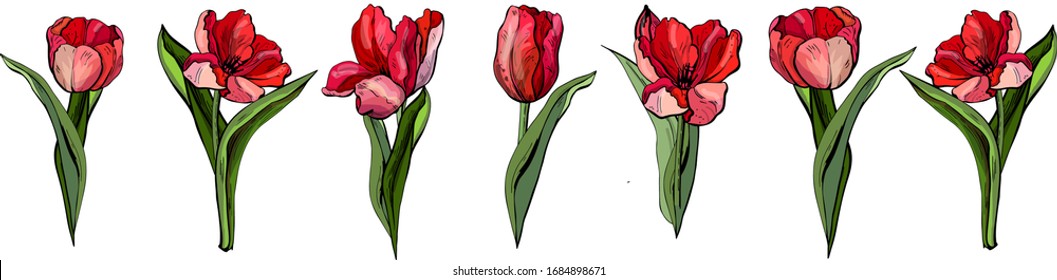  Tulipanes vectoriales aislados sobre fondo blanco. Flores para tu diseño y saludos, postales para tus seres queridos. Paisaje primaveral de ilustraciones.
