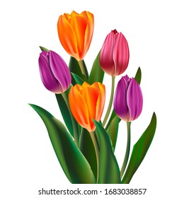 Vektorillustration-Tulpen auf isoliertem Hintergrund