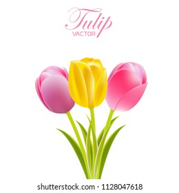 Vector of tulips on a white background.