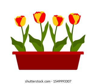 vector tulips in planter isolated on white background