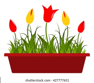 vector tulips in planter isolated on white background