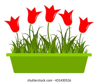 vector tulips in planter isolated on white background