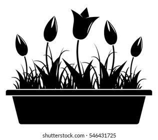 vector tulips in planter isolated on white background