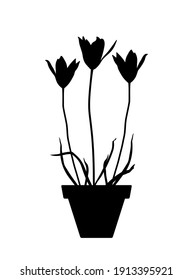 vector tulips in pot silhouette isolated on white background