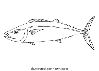 Vector tuna fish hand drawn illustration. Ink outlines sketch with marine animal swimming in the ocean